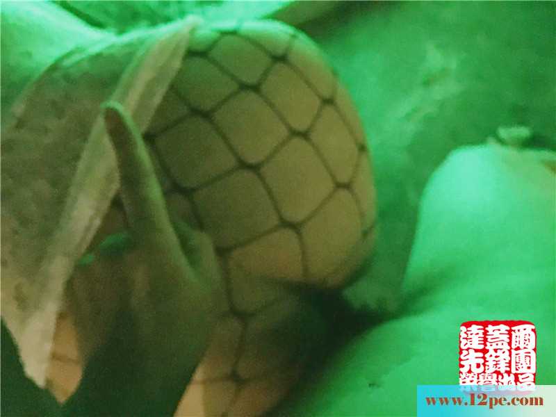 <!-- 标题采集开始 -->绿光下的黑网袜，哥哥们心动了没(11P)<!-- 标题采集结束 -->